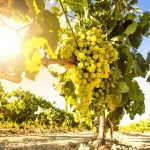 vineyard in menorca